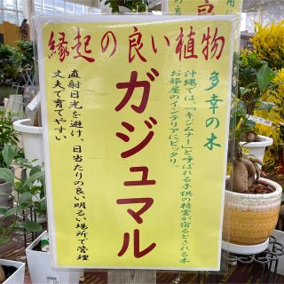 『多幸の木』　大人気観葉植物　ガジュマル(その他)