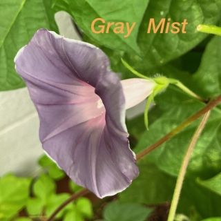 訳あり種13粒　グレイミスト　Gray  Mist   朝顔(プランター)