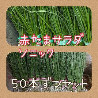 玉ねぎ苗　早生ソニック５０本入　赤５０本入(野菜)