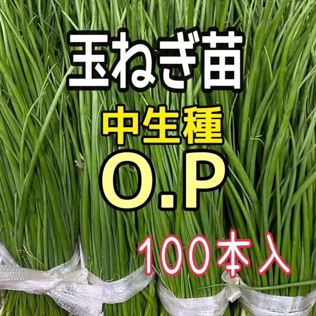 玉ねぎ苗　中生種　OP １００本入 食品/飲料/酒の食品(野菜)の商品写真