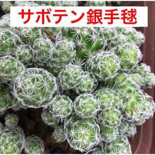 ☆サボテン☆銀手毬☆多肉植物☆(プランター)