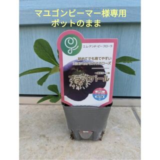 エムアンドピーフローラ　正規品　☘　ブラックパール　☘　苗(その他)