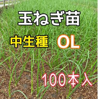 玉ねぎ苗　中生種　OL(野菜)