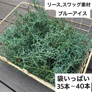 ブルーアイス　リース用カット生木15㎝35〜40本袋いっぱい(リース)