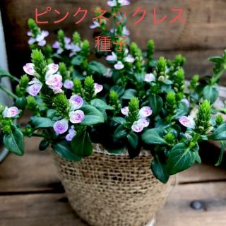 ピンクネックレス　種子　種　花の種(その他)