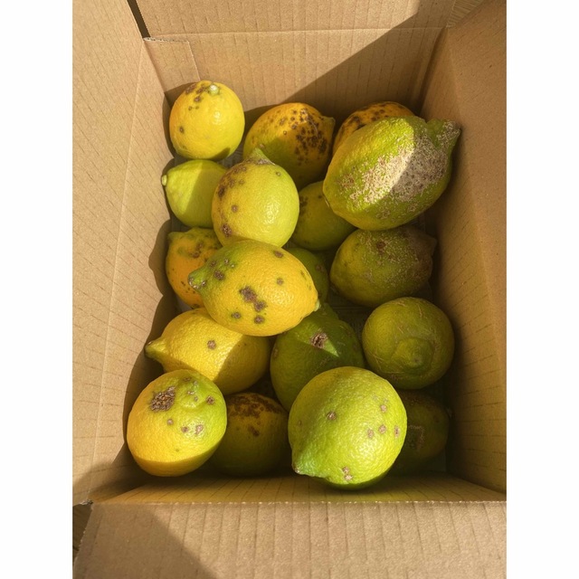 無農薬　レモン　2.5キロ　農家直送　国産　訳あり 食品/飲料/酒の食品(フルーツ)の商品写真