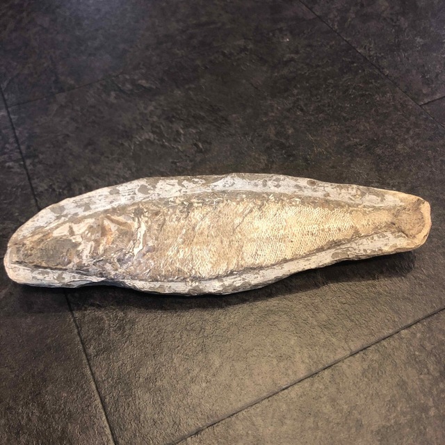 魚　化石　天然石　原石