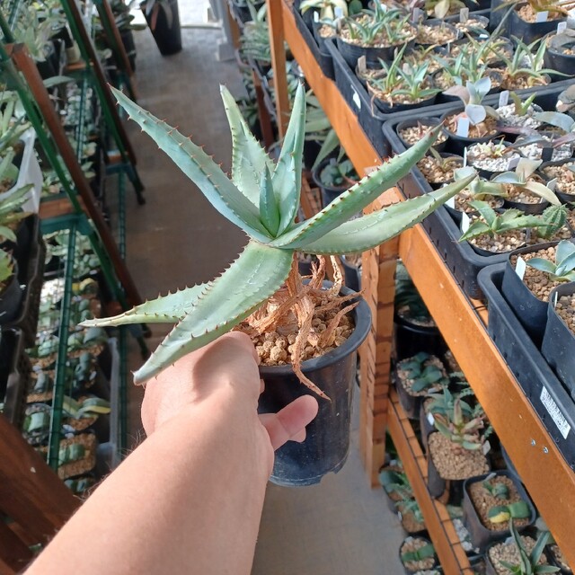 アロエ　フェロックス/巨大アロエ/多肉植物/観葉植物/サボテン インテリア/住まい/日用品のインテリア小物(その他)の商品写真