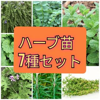 🌿無農薬栽培ハーブ苗7種類セット🌿(プランター)