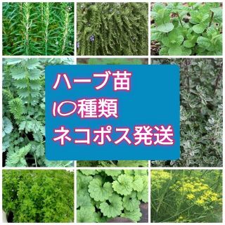 🌿無農薬栽培ハーブ苗10種セット🌿(その他)