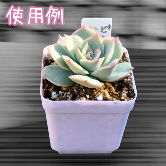 プラ鉢 10個 多肉植物プランター 5.5cm×5.5cm×5×5cm ハンドメイドのフラワー/ガーデン(プランター)の商品写真