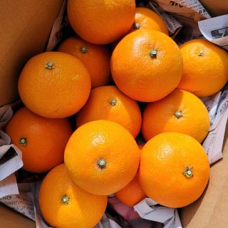 愛媛県産　ハウスまぁどんな　箱込み約3Kg 柑橘　ミカン(フルーツ)