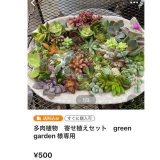 多肉植物　※green garden ※様専用　寄せ植えセット(その他)