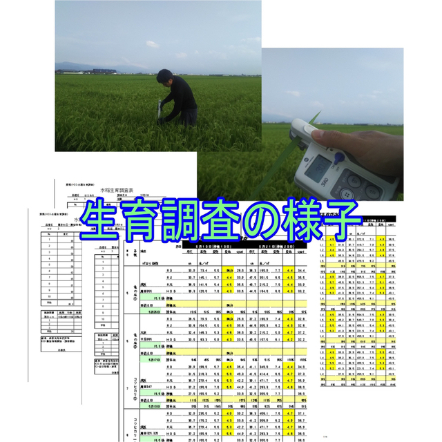 リピ専用雪若丸１０ｋｇ　めしだけでうまい。2022年産　山形県産　特栽＆大粒