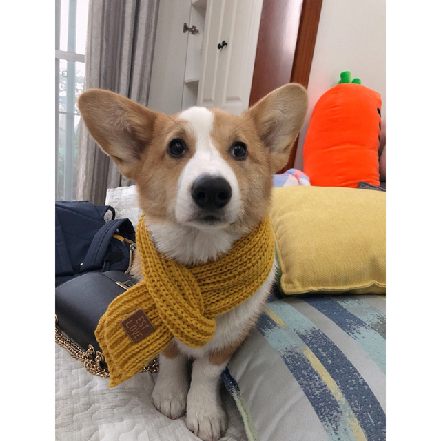 感謝の声続々! 832様専用 犬用マフラー200本 犬用品 - aula2