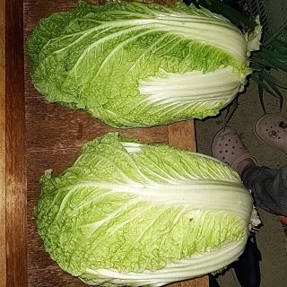 白菜２つ(野菜)