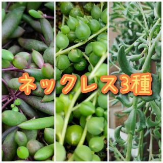 多肉植物ネックレス3点セット(プランター)