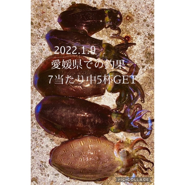 アオリイカ用 ダブルローラーヤエン