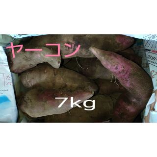 ヤーコン 7kg  完全無農薬、無化成肥料栽培   常温発送  送料込み(野菜)