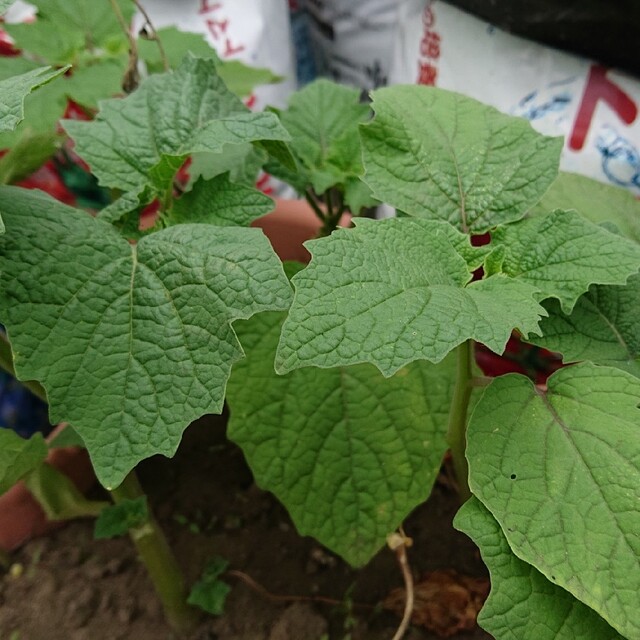 食用 ほおづき ほおずき 種 50粒以上 北海道 食品/飲料/酒の食品(野菜)の商品写真