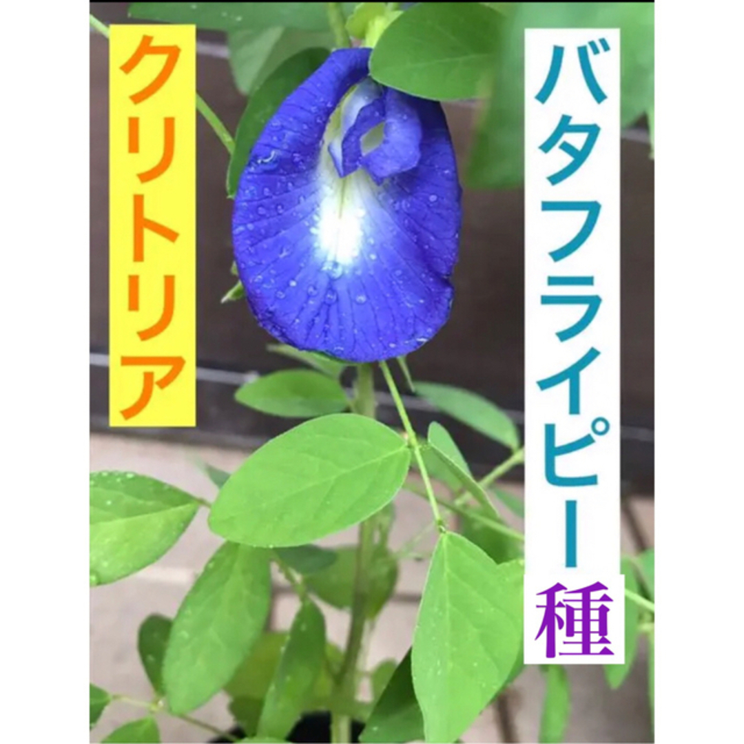花の種　ハーブ　種　バタフライピー  クリトリア 種フラワー/ガーデン