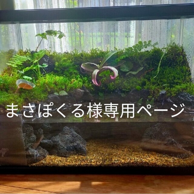 まさぽくる様専用ページ 季節のおすすめ商品 stockshoes.co