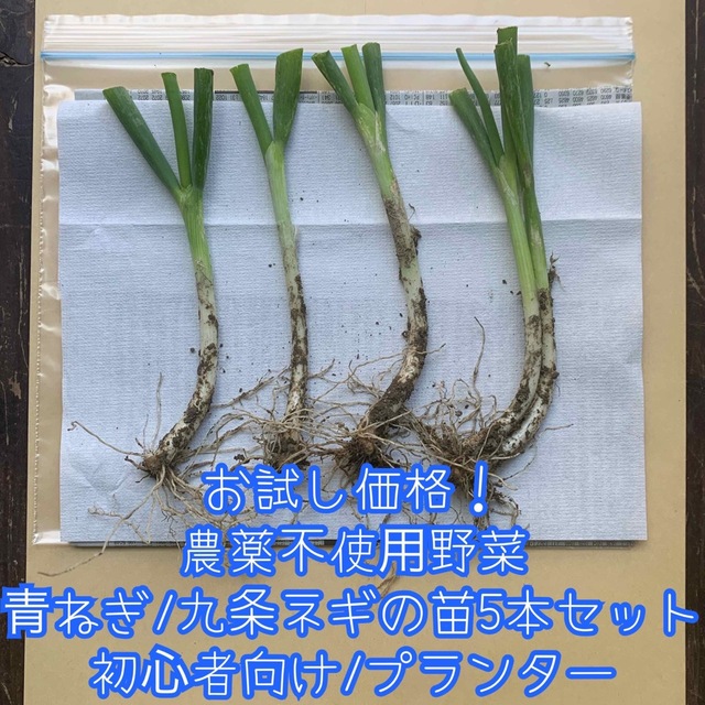 お試し価格！農薬不使用野菜＊根っこ＆土付き青ねぎ/九条ネギ苗5本セット＊ネコポス 食品/飲料/酒の食品(野菜)の商品写真