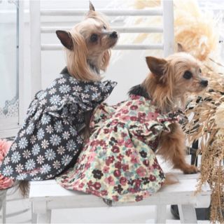 ローラアシュレイ(LAURA ASHLEY)の新品✨タグ付き♪ LAURA ASHLEY ワンピース/犬服(ドッグウェア)(犬)