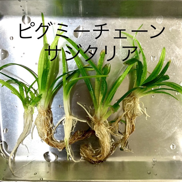 激安の 水草 コブラグラス 送料無料 ienomat.com.br
