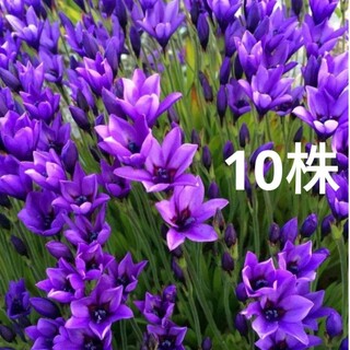 バビアナ　紫　苗　10株　濃紫　e(プランター)