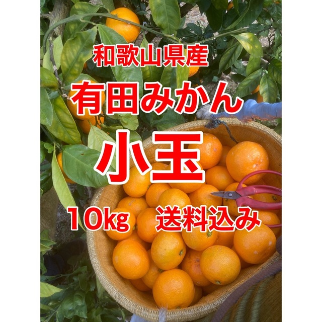 和歌山県産　有田みかん　小玉　10㎏　家庭用　送料込み 食品/飲料/酒の食品(フルーツ)の商品写真