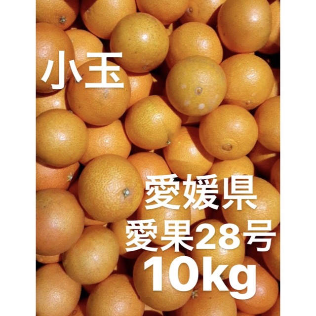 愛媛県産　愛果28号　小玉柑橘　10kg