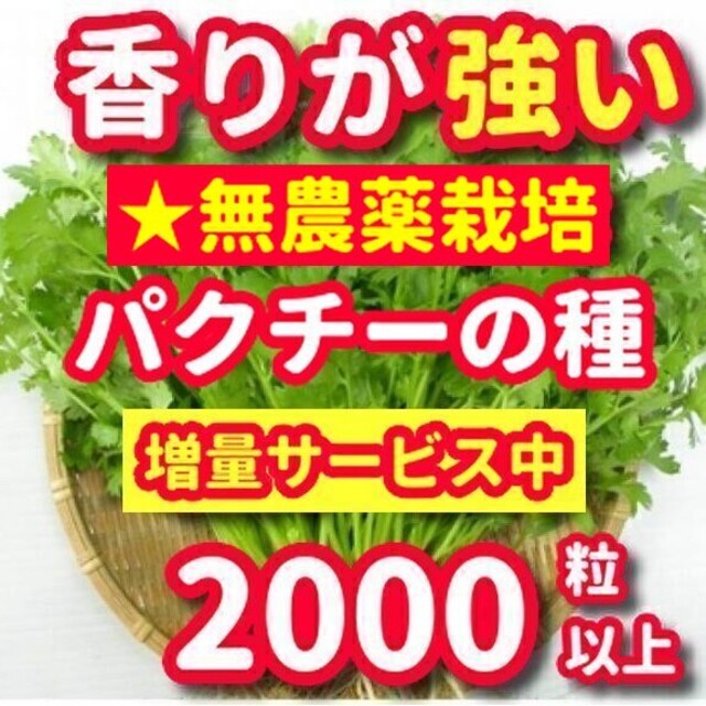 パクチー種22g【無農薬栽培】★香りが強い品種、本場ベトナム産・増量サービス中 食品/飲料/酒の食品(野菜)の商品写真