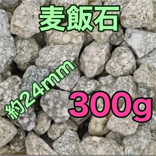 麦飯石 24ミリ 300g ろ材 めだか 金魚 カメ ミネラルウォーター(アクアリウム)