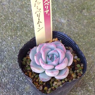 ブルーベリームーン　多肉植物(その他)