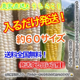 農家直送とうもろこし約６０サイズ入るだけ！早い者勝ち！   期間限定値下げ！(野菜)