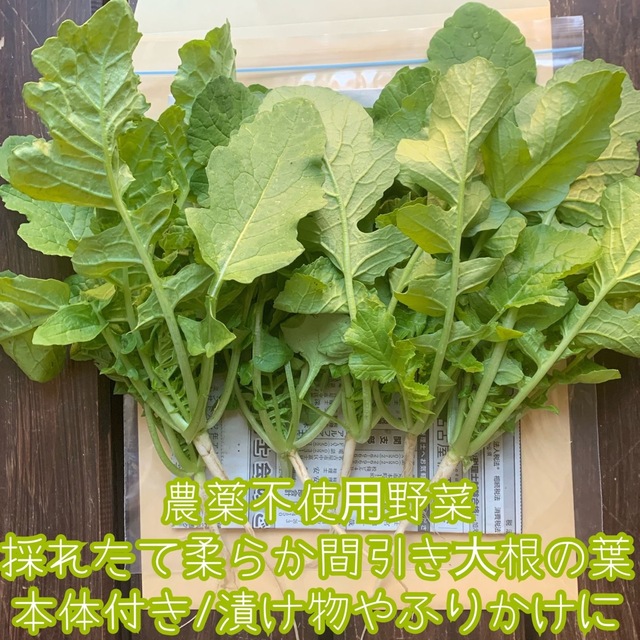 限定品！お試し価格！農薬不使用野菜＊採れたて柔らか大根の葉っぱ＊本体付きネコポス 食品/飲料/酒の食品(野菜)の商品写真