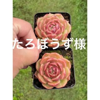 多肉植物(その他)