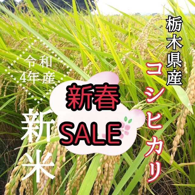 米/穀物　栃木県産　新米【令和4年産】コシヒカリ〔玄米〕箱込み30kg