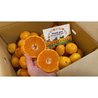 🍊今が旬🍊天晴みかん　ご家庭用（訳あり）　2ｋｇ（20個前後）(フルーツ)