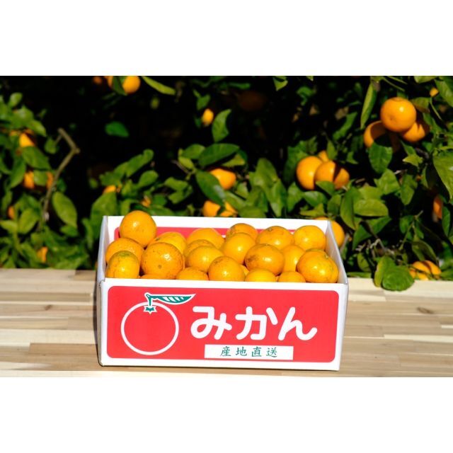 🍊今が旬🍊天晴みかん　ご家庭用（訳あり）　５ｋｇ（50個前後） 食品/飲料/酒の食品(フルーツ)の商品写真