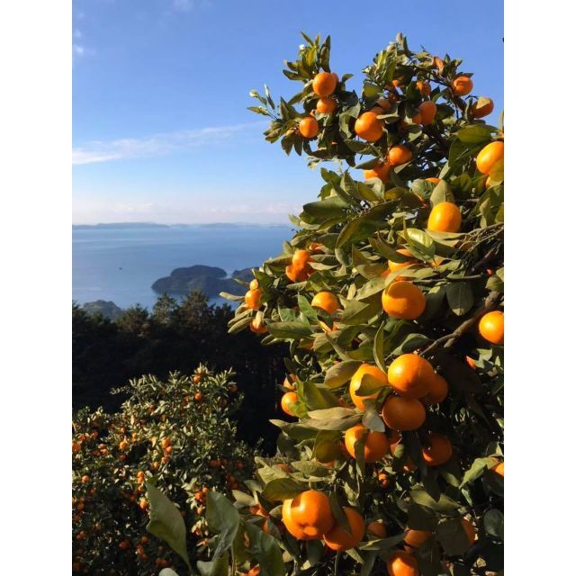 🍊今が旬🍊天晴みかん　ご家庭用（訳あり）　５ｋｇ（50個前後） 食品/飲料/酒の食品(フルーツ)の商品写真