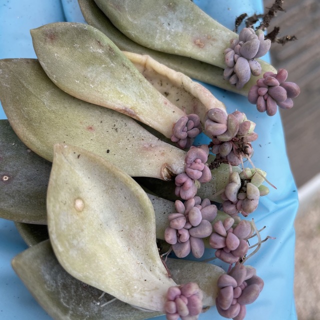 多肉植物　月花美人　葉挿し10枚　発芽発根済 インテリア/住まい/日用品のインテリア小物(その他)の商品写真