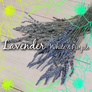 【花色MIX 約100本】ラベンダー Lavender ドライフラワー(ドライフラワー)