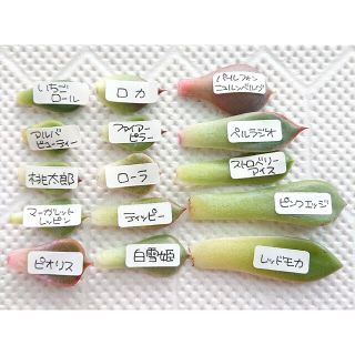 【多肉植物 エケベリア 葉挿し15種セット】(その他)