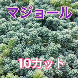 【多肉植物を育ててみませんか　ちまちま寄せに】マジョール　カット10本 送料無料(その他)