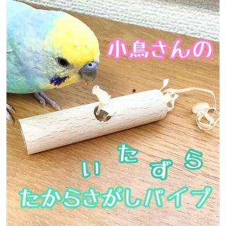 小鳥さんのいたずらパイプ★インコや文鳥のハンドメイドおもちゃ　フォージング(おもちゃ/ペット小物)