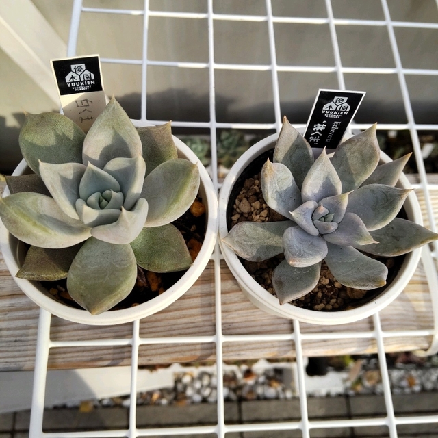 限定W特典付属 優木園さん苗 桃くま、白くまセット - 植物/観葉植物