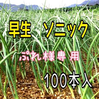 ぷれさま専用　玉ねぎ苗　ソニック玉ねぎ苗100本入(野菜)