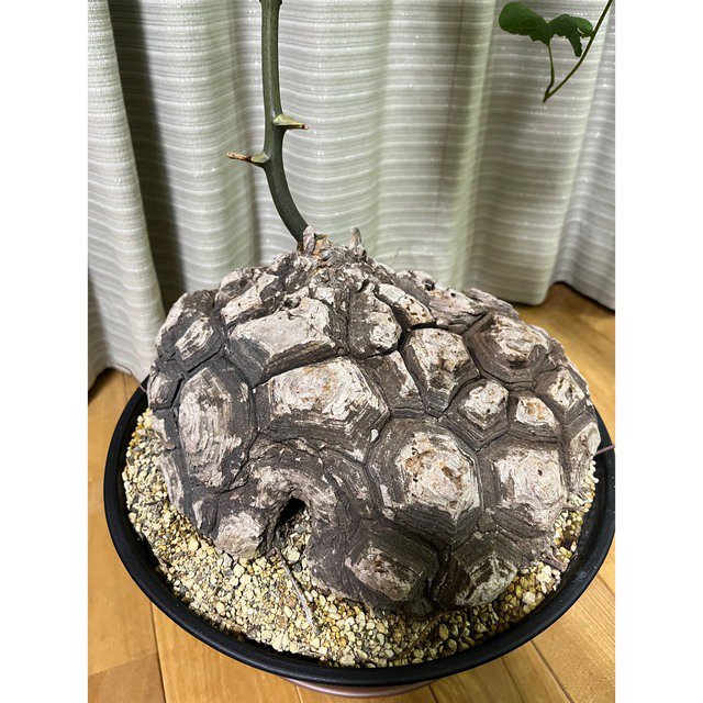特価 可愛い 亀甲竜 メキシコ亀甲竜 巨大 面白い姿 - その他